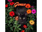 Adopt Gonzo a Domestic Shorthair / Mixed (short coat) cat in Port Clinton