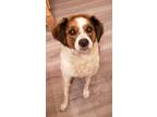 Adopt Zoey a Tricolor (Tan/Brown & Black & White) German Wirehaired Pointer /