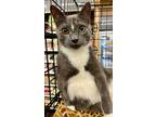Adopt Kettle a Domestic Shorthair / Mixed (short coat) cat in Alpharetta