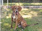 Adopt Lady a Brown/Chocolate Plott Hound / Mixed dog in Dahlonega, GA (38696395)