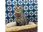 Adopt Teacup a Brown or Chocolate Domestic Shorthair / Mixed cat in North