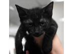 Adopt Mark a All Black Domestic Shorthair / Mixed cat in North Hollywood
