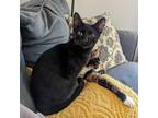 Adopt Sapphire a All Black Domestic Shorthair / Mixed cat in Shawnee