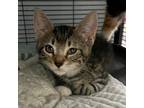 Adopt Emerald a Gray or Blue Domestic Shorthair / Mixed cat in Shawnee