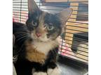 Adopt Amber a Calico or Dilute Calico Domestic Shorthair / Mixed cat in Shawnee