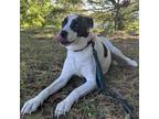 Adopt Tyreek a White - with Tan, Yellow or Fawn Pit Bull Terrier / Mixed dog in