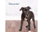 Adopt Alexander a Black Mixed Breed (Small) / Mixed dog in Montgomery