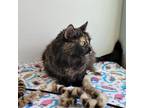 Adopt Kuru a Tortoiseshell Domestic Shorthair / Mixed cat in Show Low