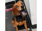 Adopt Cyrus a Black Beagle / Mixed dog in Austin, TX (38853210)