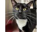 Adopt Sofia a All Black Domestic Shorthair / Mixed cat in Springfield