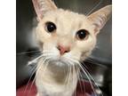 Adopt Mushu a Tan or Fawn Tabby Domestic Shorthair / Mixed cat in Springfield
