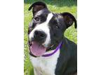 Adopt Misha a Black Mixed Breed (Large) / Mixed dog in Blackwood, NJ (38942039)