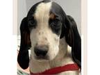 Adopt Diamond a White - with Tan, Yellow or Fawn Redbone Coonhound / Mixed dog