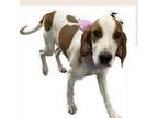 Adopt Angel a White - with Tan, Yellow or Fawn Redbone Coonhound / Mixed dog in