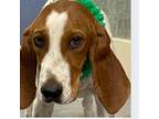 Adopt River a White - with Tan, Yellow or Fawn Redbone Coonhound / Mixed dog in