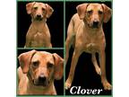 Adopt Clover a Brown/Chocolate Catahoula Leopard Dog / Mixed dog in Casa Grande