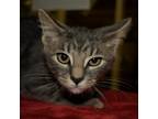 Adopt Bam Bam a Gray or Blue Domestic Shorthair / Mixed cat in Waynesboro