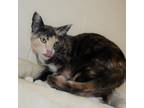 Adopt Maizie a Gray or Blue Domestic Shorthair / Mixed cat in Waynesboro