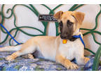 Adopt Carey a Tan/Yellow/Fawn German Shepherd Dog / Mixed dog in Frazier Park