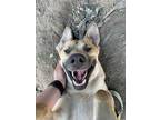 Adopt Kevin a Tan/Yellow/Fawn - with White Mastiff / Australian Cattle Dog dog