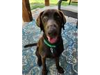 Adopt TRAVIS a Brown/Chocolate Labrador Retriever / Mixed dog in Coppell
