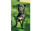 Adopt King a Black - with White Labrador Retriever / Boxer / Mixed dog in