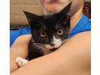 Adopt Iggy a All Black Domestic Shorthair / Domestic Shorthair / Mixed cat in