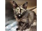 Adopt Trail Mix a All Black Domestic Shorthair / Domestic Shorthair / Mixed cat