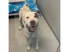 Adopt Romeo a White - with Tan, Yellow or Fawn Pit Bull Terrier / Pointer /