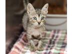 Adopt Sparrow a Gray or Blue Domestic Shorthair / Domestic Shorthair / Mixed cat