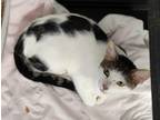 Adopt Bogie a White Domestic Shorthair / Domestic Shorthair / Mixed cat in St.