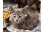 Adopt Tish a Gray or Blue Domestic Shorthair / Domestic Shorthair / Mixed cat in