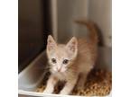 Adopt Stark a Cream or Ivory Domestic Shorthair / Domestic Shorthair / Mixed cat