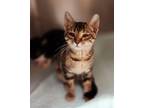 Adopt Chocolate a Brown or Chocolate Domestic Shorthair / Domestic Shorthair /