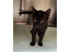 Adopt Fergus a All Black Domestic Shorthair / Domestic Shorthair / Mixed cat in