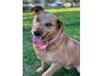 Adopt Tate a Red/Golden/Orange/Chestnut Australian Cattle Dog / Mixed dog in San