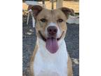 Adopt Munster a Brown/Chocolate Labrador Retriever / Mixed dog in San Antonio