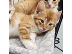 Adopt Mochi a Orange or Red Domestic Shorthair / Mixed cat in Galax