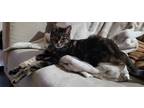 Adopt Sophia a Brown Tabby Domestic Shorthair (short coat) cat in Bothell