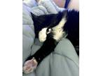 Adopt Lulu a Black & White or Tuxedo Domestic Mediumhair (medium coat) cat in