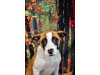 Adopt Ella a Brown/Chocolate Mixed Breed (Large) / Mixed dog in Dothan