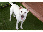 Adopt Cassie a White Retriever (Unknown Type) / Mixed dog in Sedona