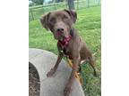 Adopt Nolan a Brown/Chocolate Labrador Retriever / Mixed dog in Kansas City