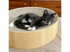 Adopt Dali a All Black Domestic Shorthair / Mixed cat in Wichita, KS (38685742)