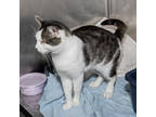 Adopt Jackpot a White Domestic Shorthair / Domestic Shorthair / Mixed cat in