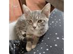 Adopt Pixie a Gray, Blue or Silver Tabby Domestic Shorthair (short coat) cat in