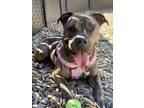 Adopt Drake a Pit Bull Terrier / Mixed dog in Silverdale, WA (38962172)