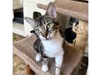 Adopt Arcee a Domestic Shorthair / Mixed (short coat) cat in Aberdeen
