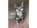 Adopt Stork a All Black Domestic Shorthair / Domestic Shorthair / Mixed cat in
