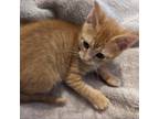 Adopt Marmalade (blue) a Tan or Fawn Domestic Shorthair / Mixed cat in Kingman